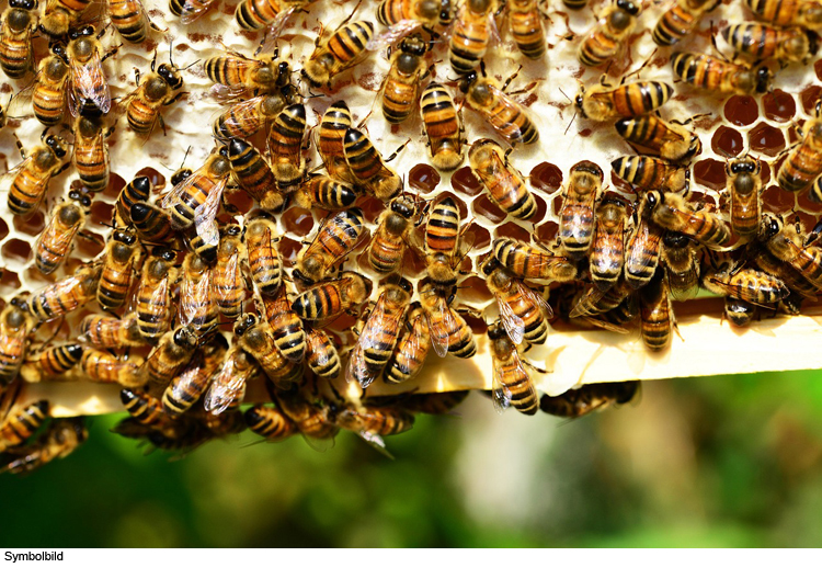 Bienenstand beschädig