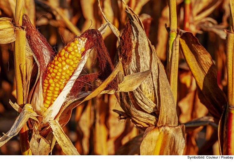 Großflächig Mais von Feld gestohlen