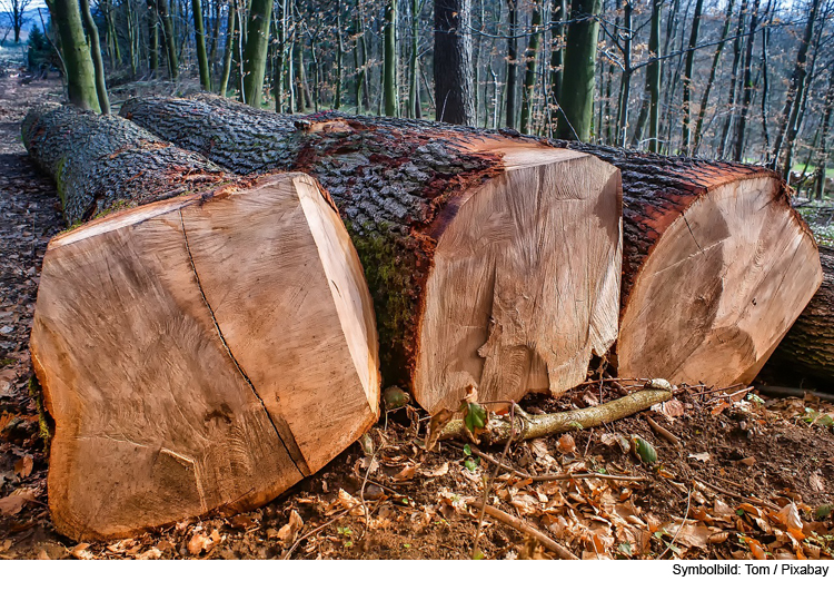 Unbekannter klaut Holz aus Waldstück