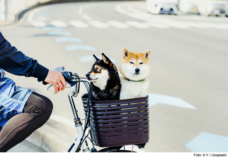 Radfahren (mit Hund) macht klüger