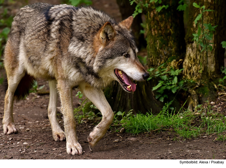 Angebliche Wolfssichtung im nördlichen Landkreis Pfaffenhofen