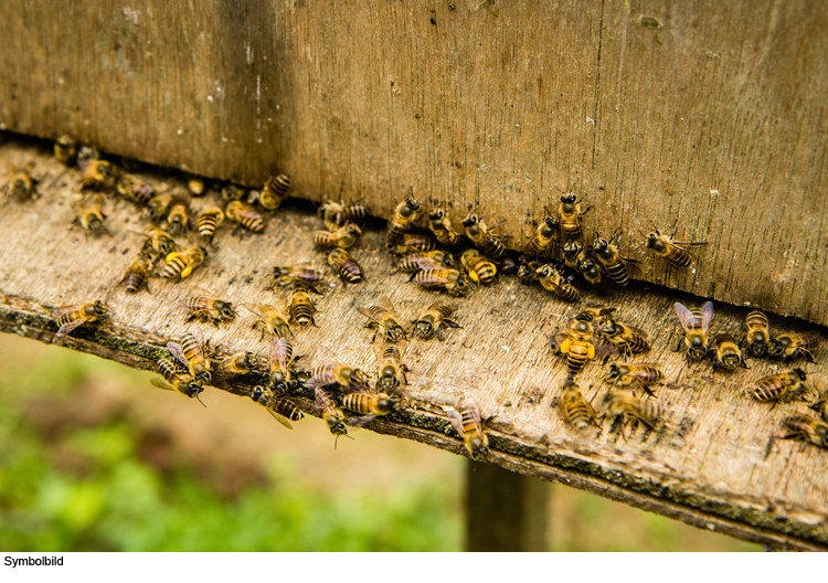 Scheiben an Bienenhaus eingeschlagen
