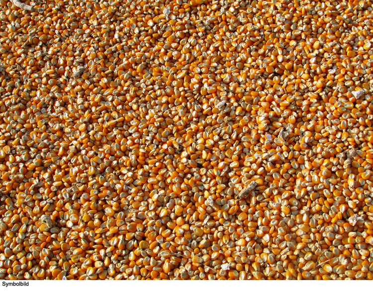 12 Tonnen Mais ausgekippt
