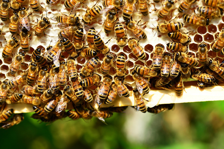 Haben die Bienen die Diebe gestochen?