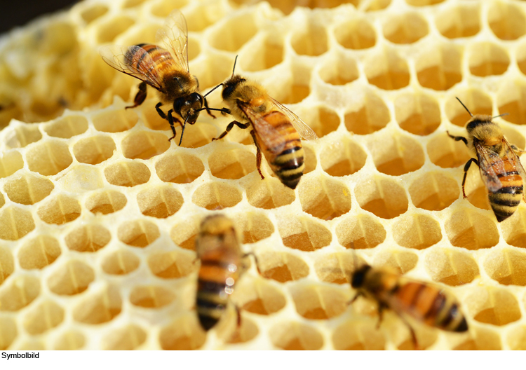 Versuchter Bienenhaus-Aufbruch
