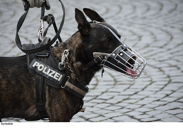 Polizeihund scheucht Einbrecher auf