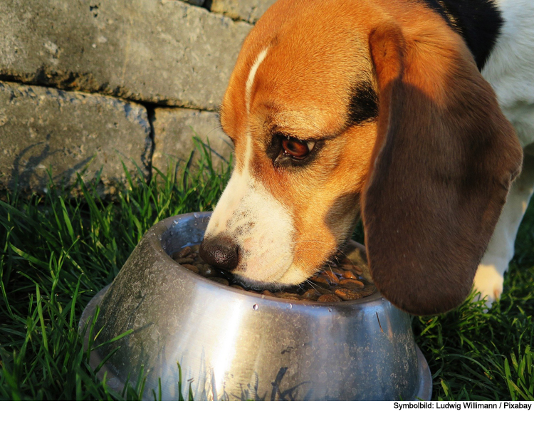 Vitamine und Ergänzungsfuttermittel für Hunde – gut und sinnvoll?