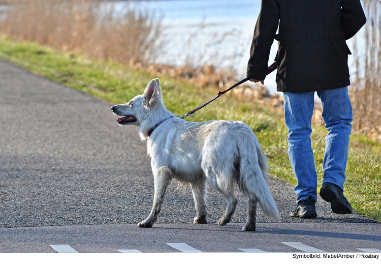 Vorsicht vor zu heißen Spaziergängen mit Ihrem Hund