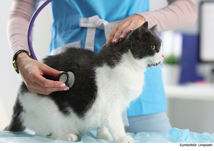 Katze bleibt bei Unfall steckt in Kühlergrill fest – Polizei befreit sie