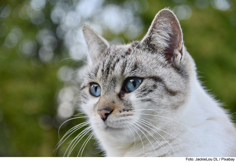 Wurmbefall: So helfen Sie Ihrer Katze