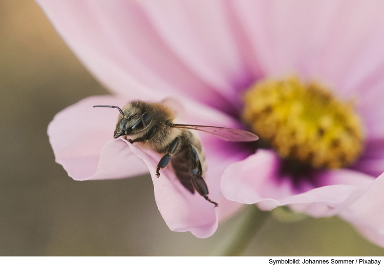 Bienenmonitoring startet: Helfer gesucht